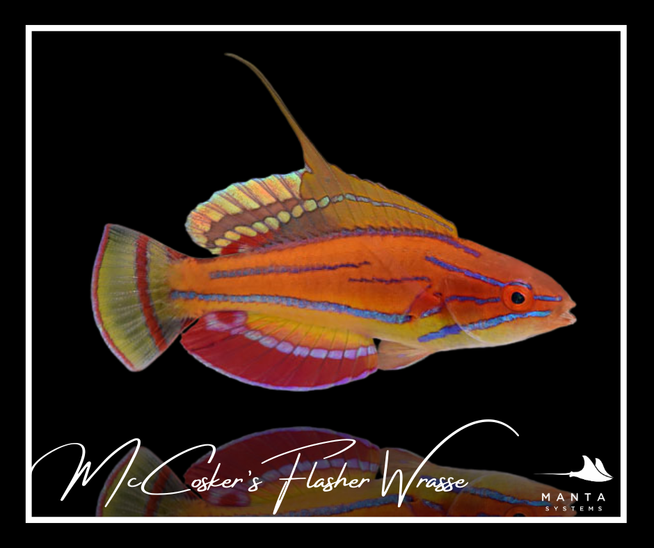 McCosker&rsquo;s Flasher Wrasse